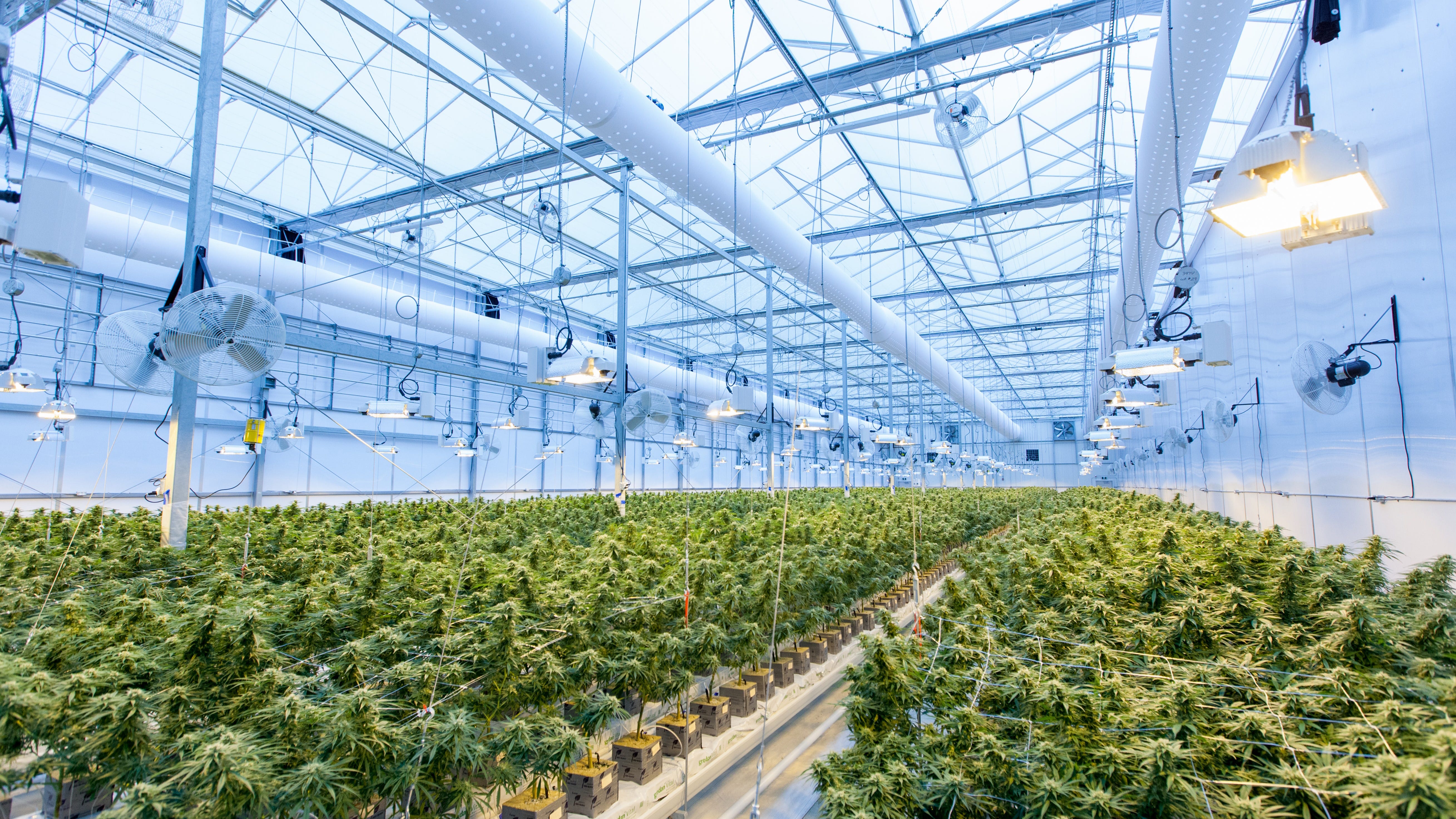 Cannabis Facilitiy