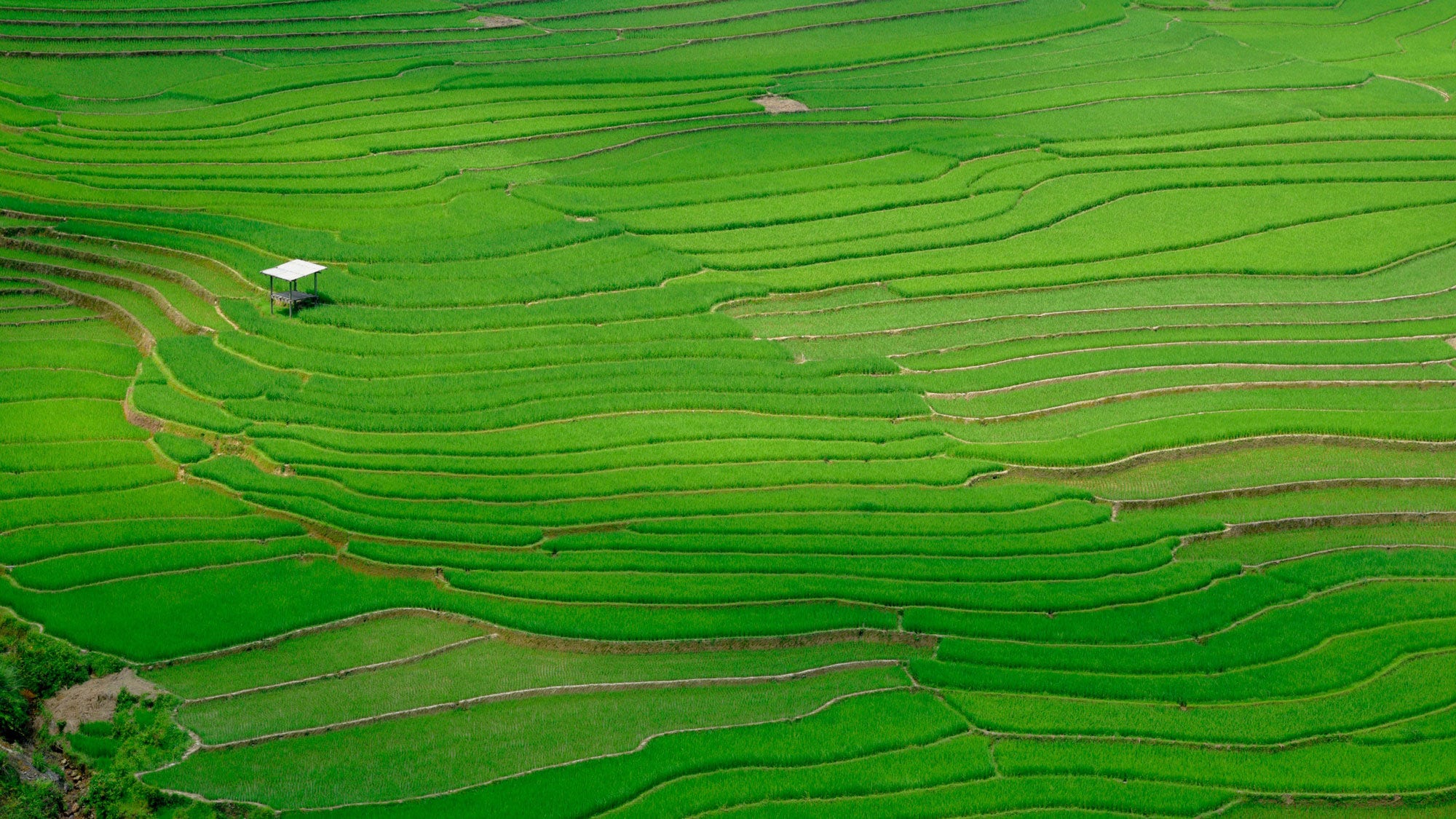 Rice Field