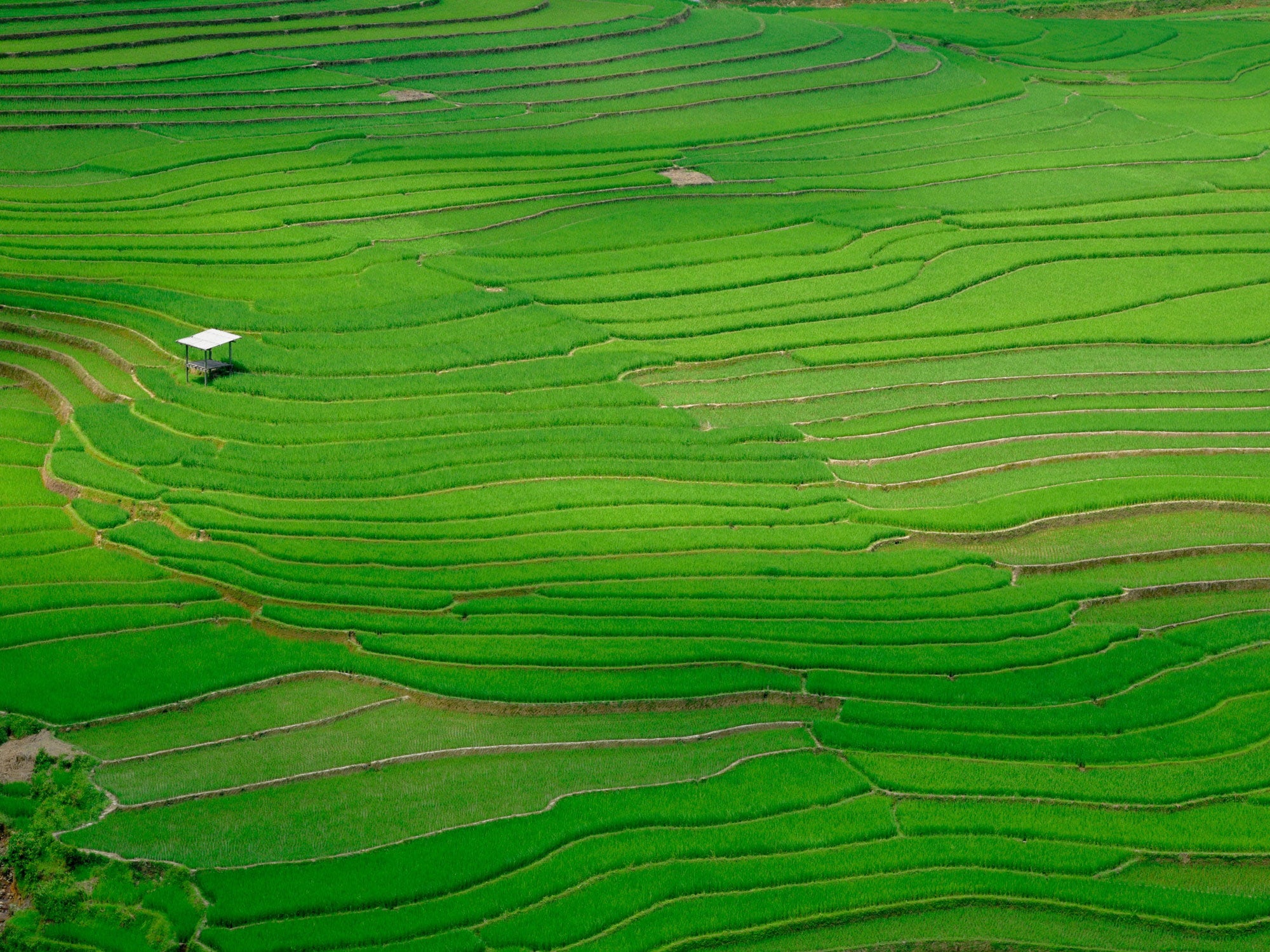 rice field